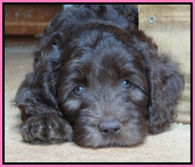 Coco Duke pups 7 wks old 21