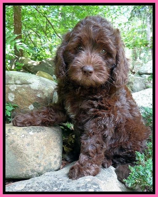 Coco Duke pups 8wks old 5400