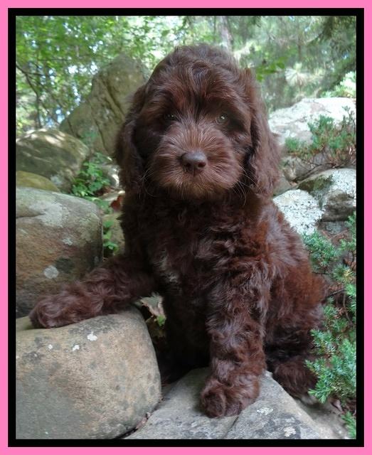 Coco Duke pups 8wks old 7400