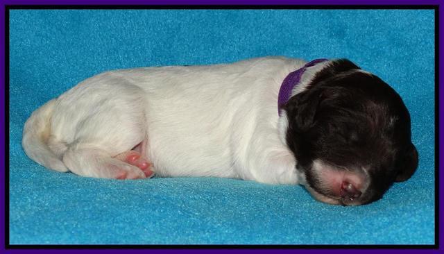 Coco Duke pups 1 wk old 41
