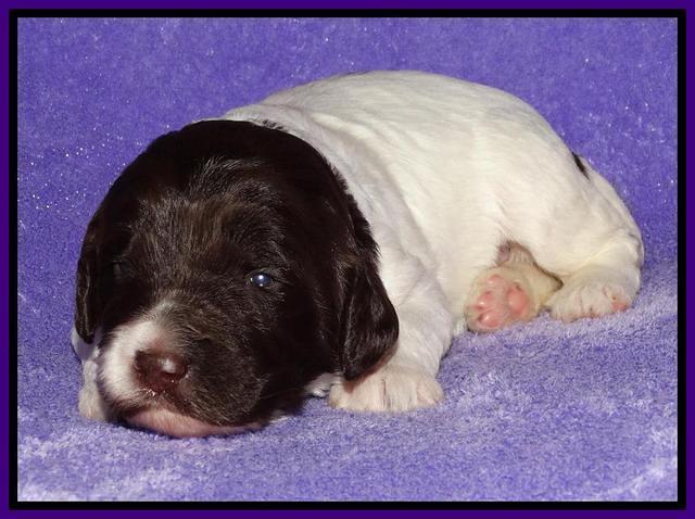 Coco Duke pups 2 wks old 41
