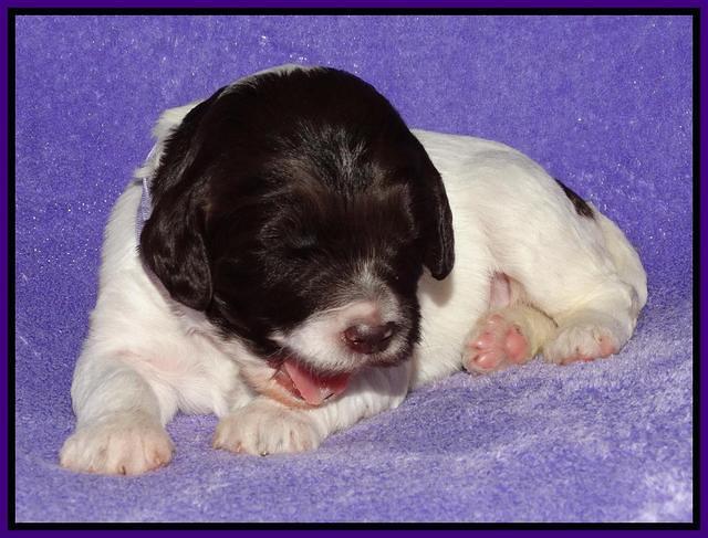 Coco Duke pups 2 wks old 51