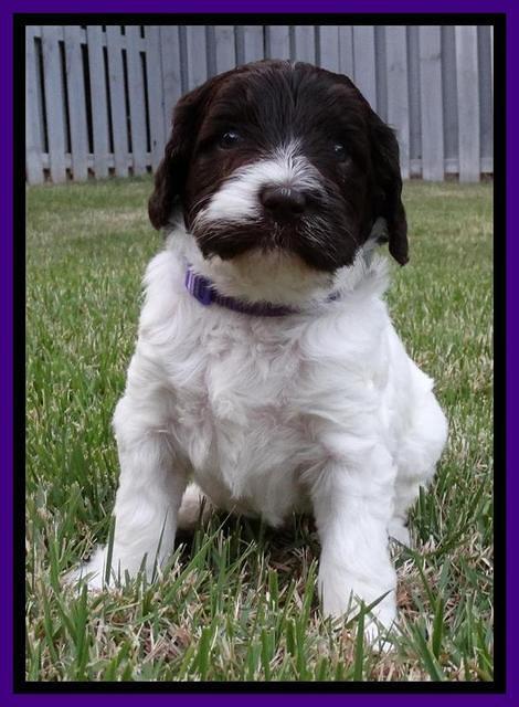 Coco Duke pups 4 wks old 61