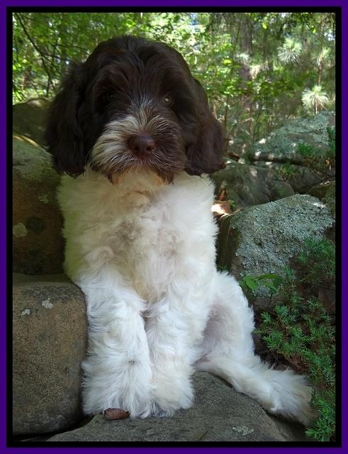Coco Duke pups 8wks old 10400