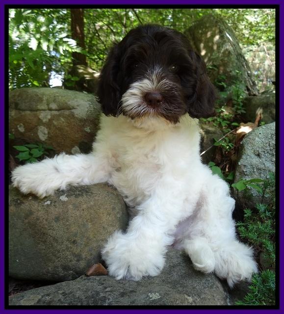 Coco Duke pups 8wks old 11400