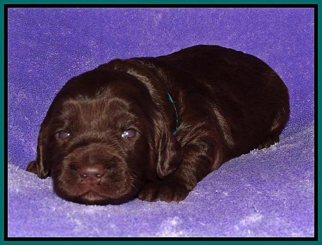 Coco Duke pups 2 wks old 101