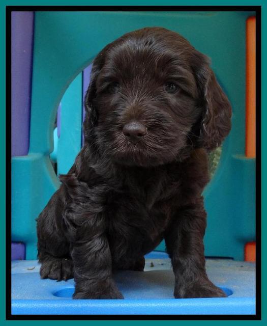 Coco Duke pups 5 wks old 141