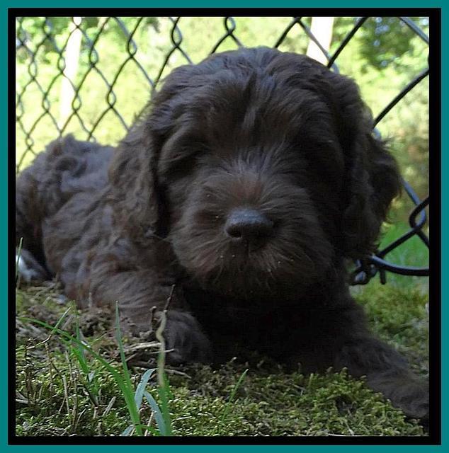 Coco Duke pups 6 wks old 91