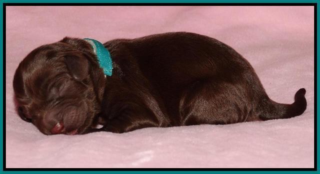Coco Duke pups newborn 31