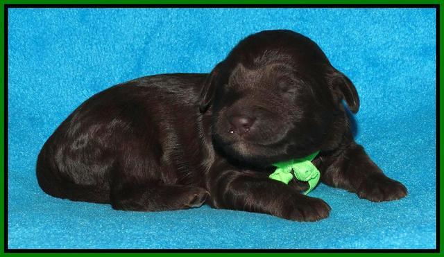 Coco Duke pups 1 wk old 121