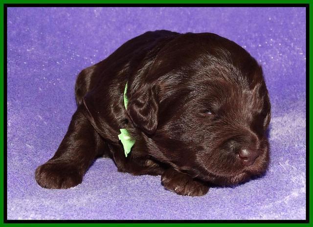 Coco Duke pups 2 wks old 111