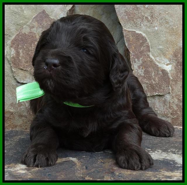 Coco Duke pups 3 wks old 101