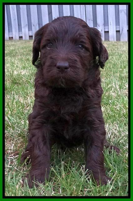Coco Duke pups 4 wks old 101