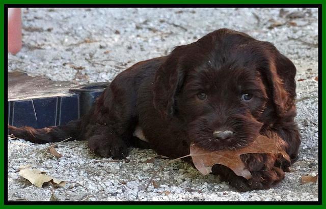 Coco Duke pups 5 wks old 181