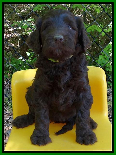 Coco Duke pups 6 wks old 141