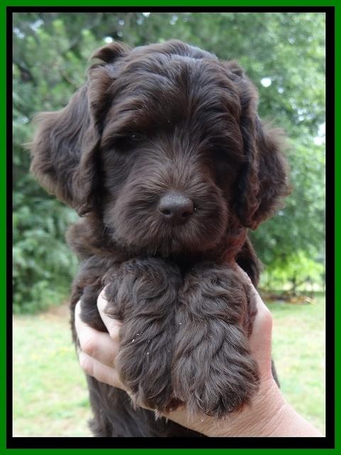 Coco Duke pups 7 wks old 1000