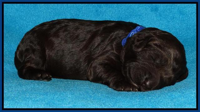Coco Duke pups 1 wk old 131