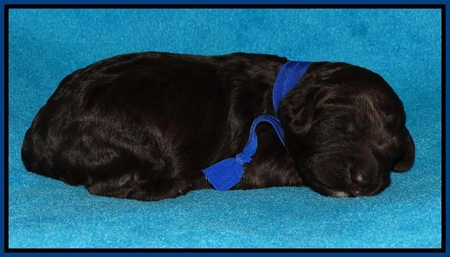 Coco Duke pups 1 wk old 141