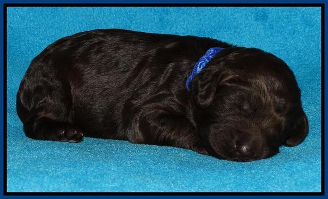 Coco Duke pups 1 wk old 151