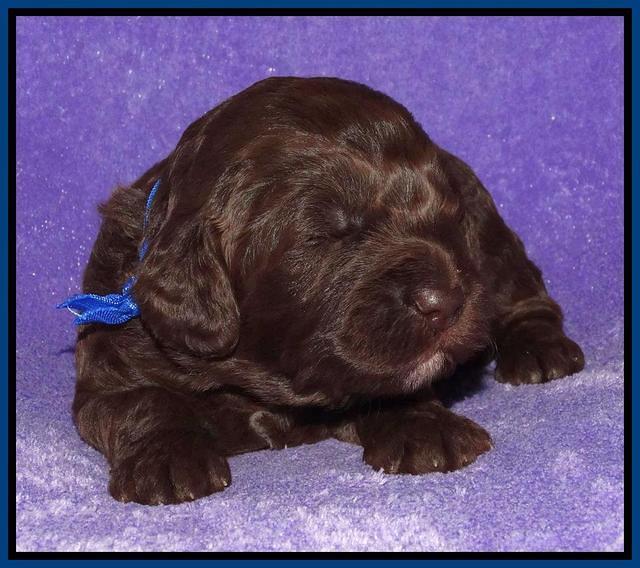 Coco Duke pups 2 wks old 151