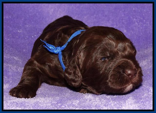 Coco Duke pups 2 wks old 161
