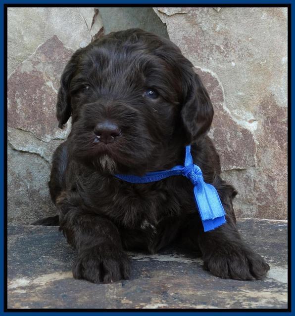 Coco Duke pups 3 wks old 121