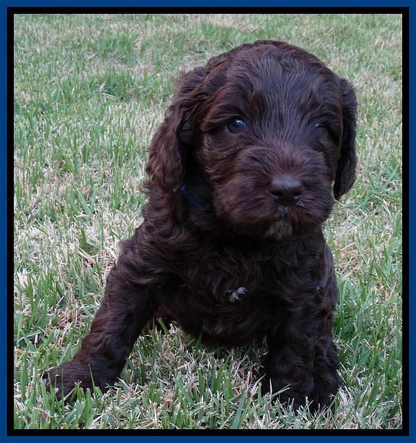 Coco Duke pups 4 wks old 121