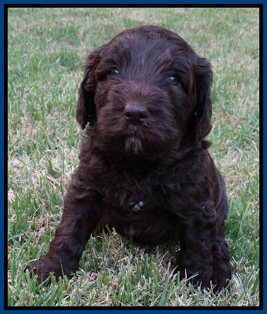 Coco Duke pups 4 wks old 131