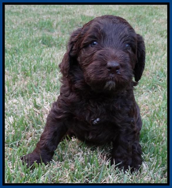 Coco Duke pups 4 wks old 151