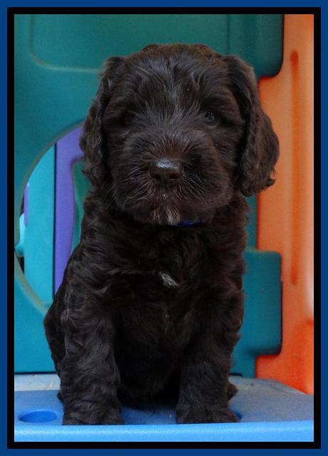 Coco Duke pups 5 wks old 221