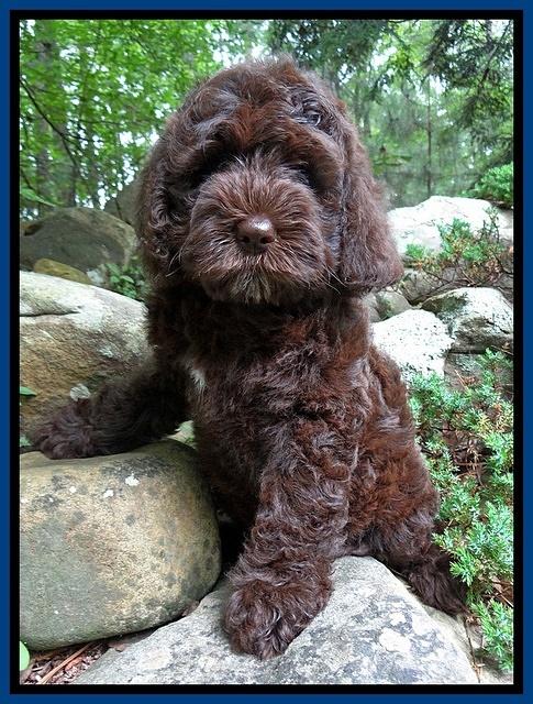 Coco Duke pups 8 wks old 31