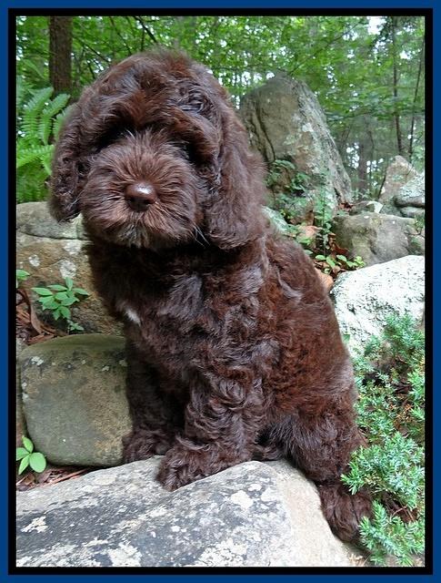 Coco Duke pups 8 wks old 41