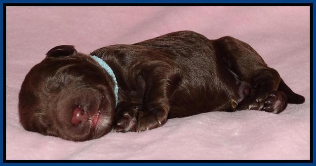 Coco Duke pups newborn 51