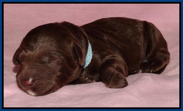 Coco Duke pups newborn 61
