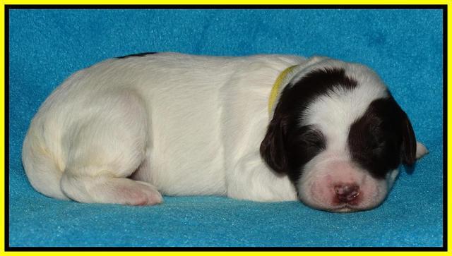 Coco Duke pups 1 wk old 161
