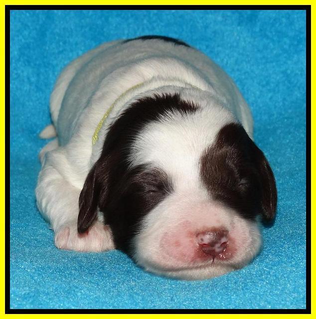 Coco Duke pups 1 wk old 181