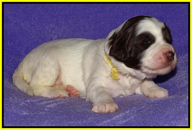Coco Duke pups 2 wks old 191