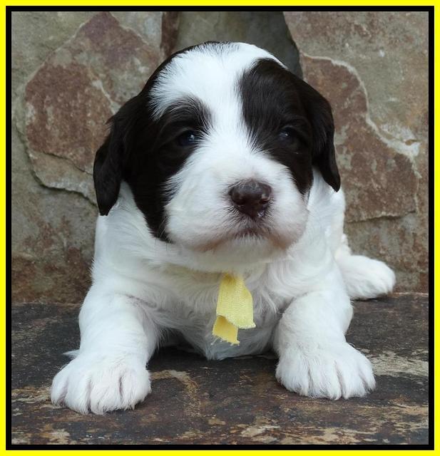 Coco Duke pups 3 wks old 151