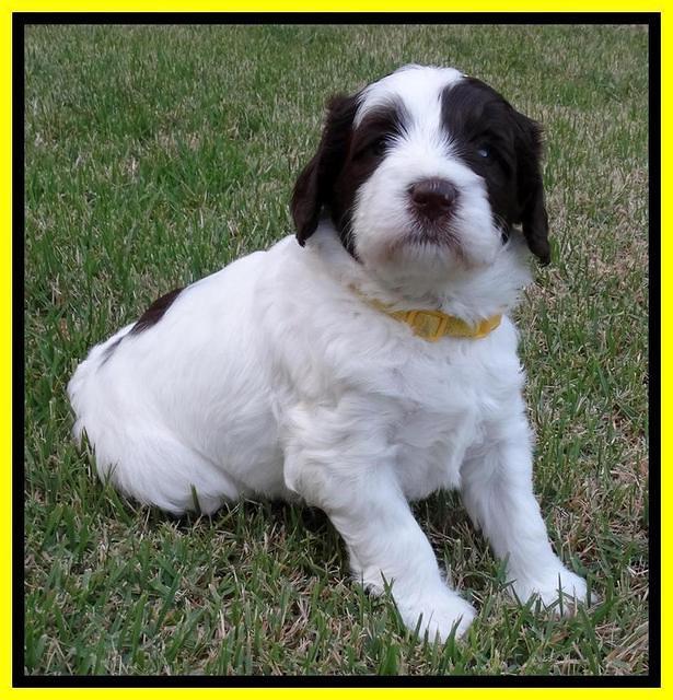 Coco Duke pups 4 wks old 181