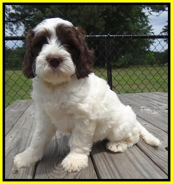 Coco Duke pups 7 wks old 291