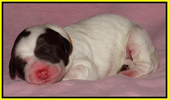 Coco Duke pups newborn 81