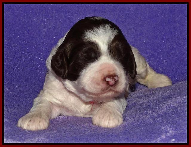 Coco Duke pups 2 wks old 221