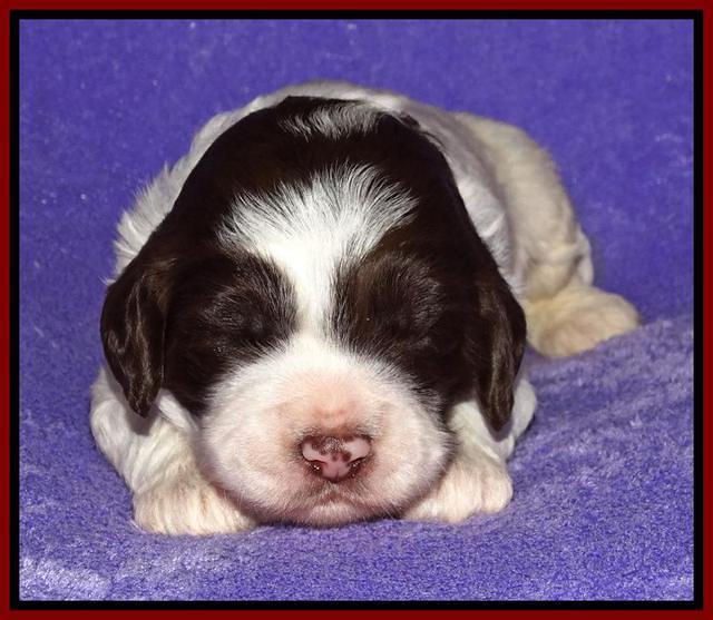 Coco Duke pups 2 wks old 231