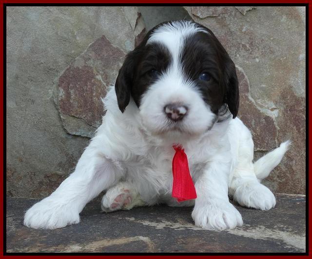 Coco Duke pups 3 wks old 171