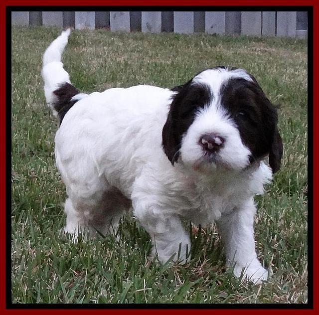 Coco Duke pups 4 wks old 201