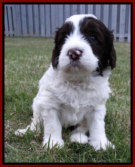 Coco Duke pups 4 wks old 211