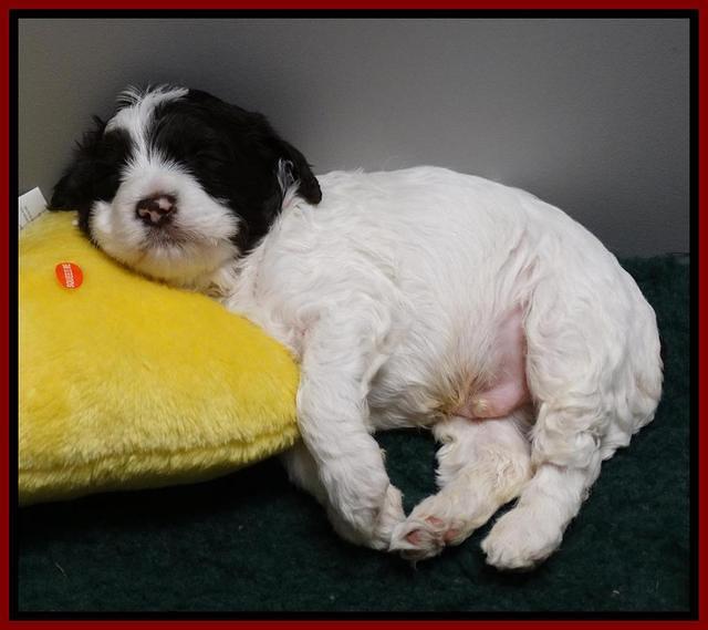 Coco Duke pups 4 wks old 221