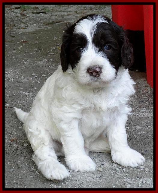 Coco Duke pups 4 wks old 291