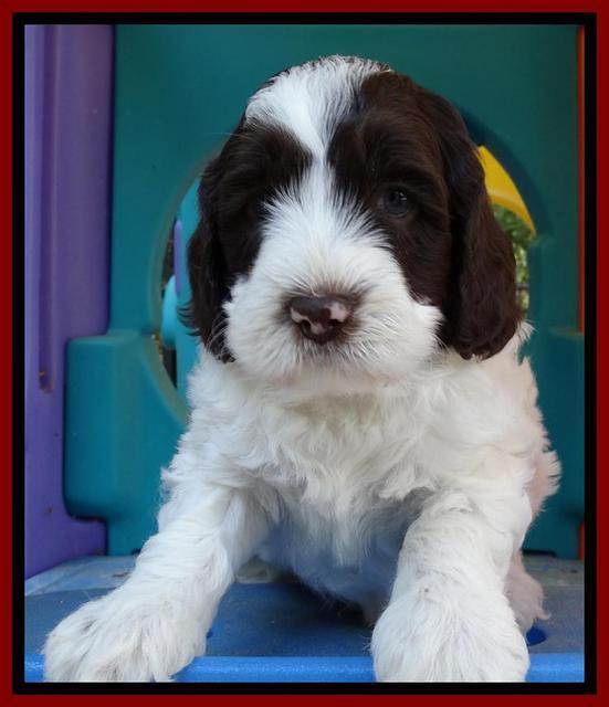 Coco Duke pups 5 wks old 291