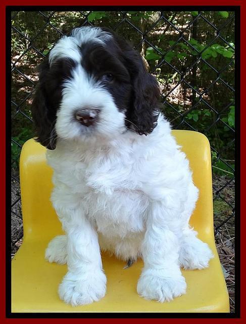 Coco Duke pups 6 wks old 221